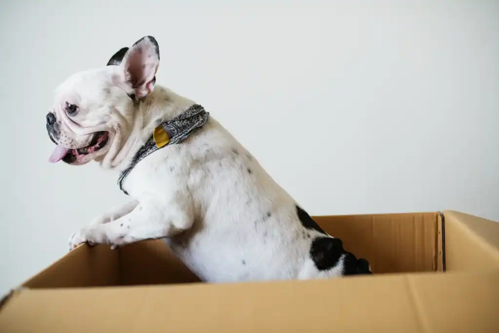 Dog sitting inside a moving box representing SDS Man and Van advice for moving with pets in Plymouth Devon